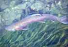 Rainbow trout 101358.jpg